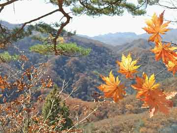 赤峰林场改革新动向，探索绿色发展新模式